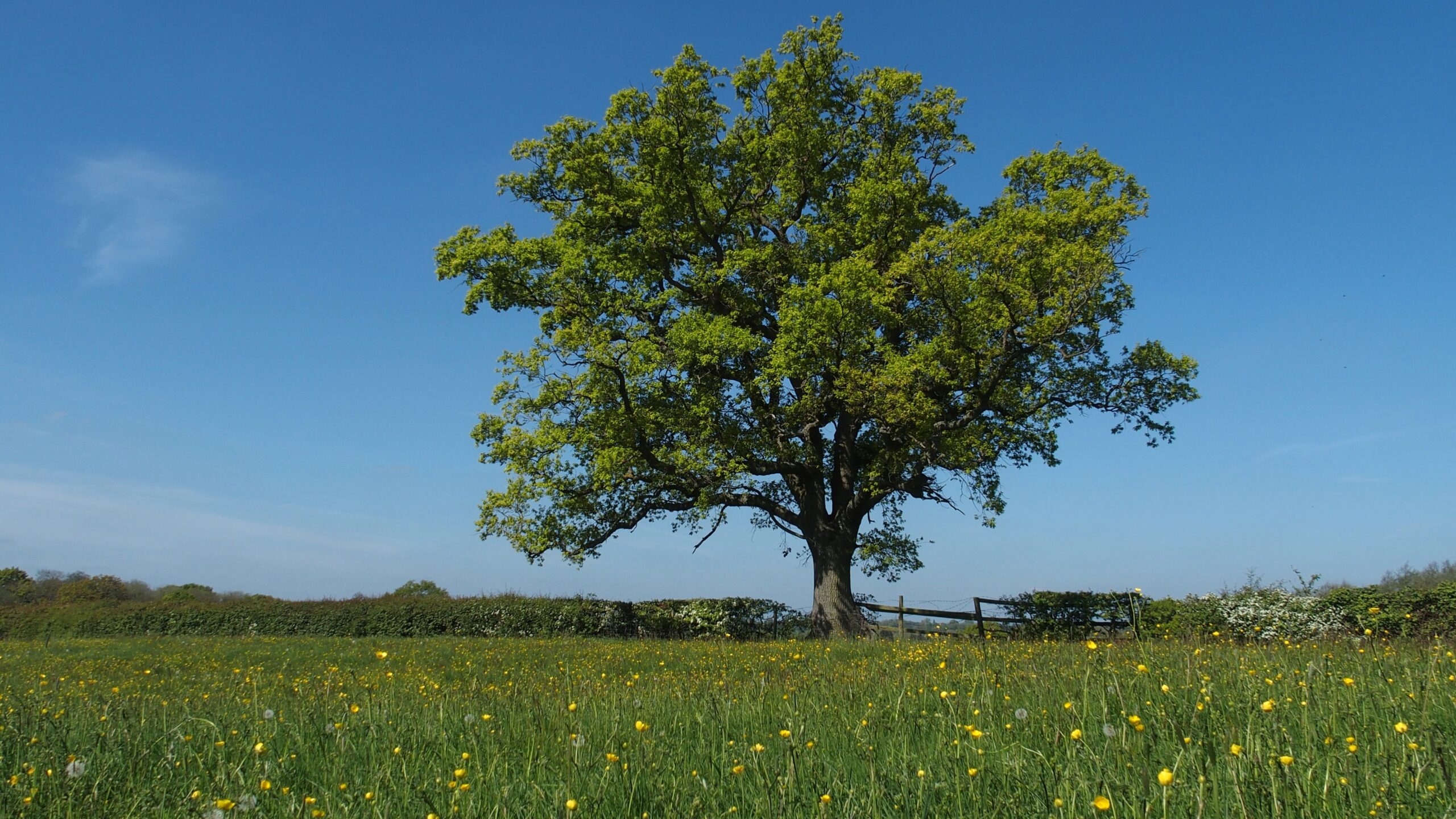 An oak tree in a field of flowers
