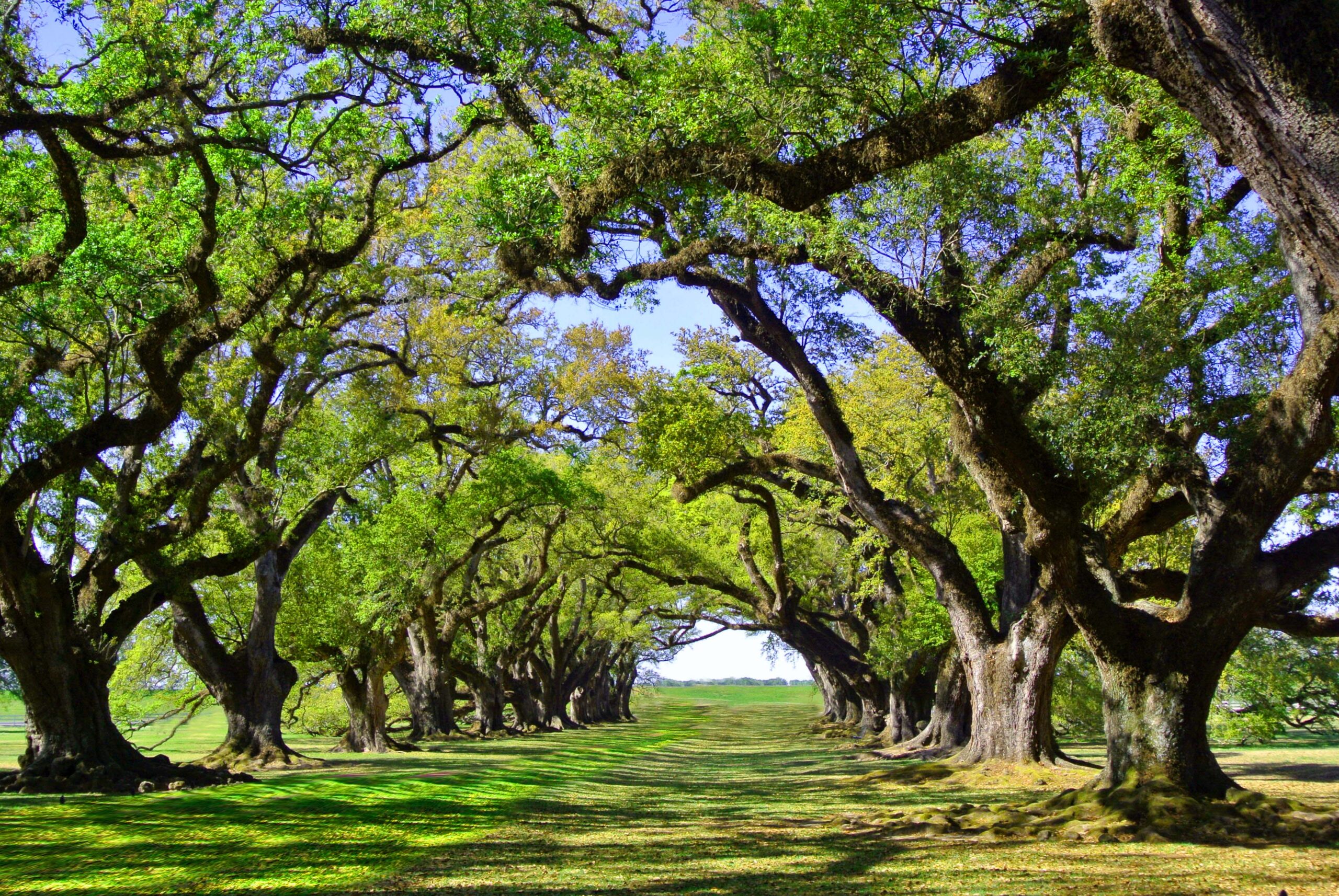 A row of oak trees in Topanga